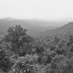 An image of the rainforest showing tall trees and mountains.